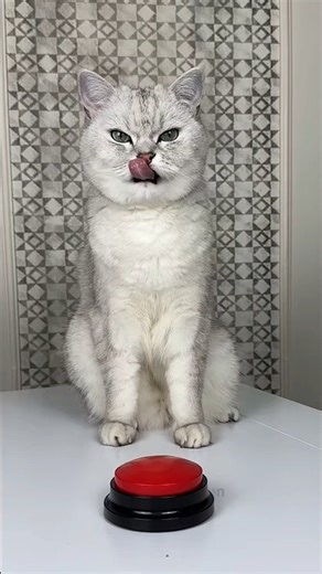 Cat Time Freeze Prank with Ice Cream#shorts #cats