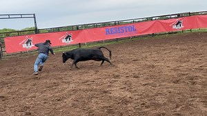 11K views · 982 reactions | Today was one of them days in paradise! All the hard work, long days and lots of work paid off!! We tested all of our Nation Bloodline fighting heifers today and they were absolutely phenomenal! The method to the madness showed to be true today! Thanks Dekevis for the help on this one! | Cody Webster | Facebook