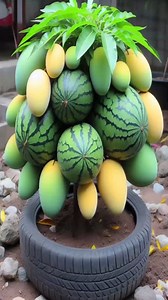 79K views · 554 reactions | Grafting methods to harvest delicious mangoes and watermelons from one tree! #farming #shorts #mango #watermelon #gardening #viralreelsシ #plants #satisfying | Tree Garden | Facebook