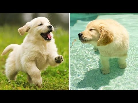 Cute Golden Dog Help You Relax After Tiring Day 🐶🥰| Cute Puppies