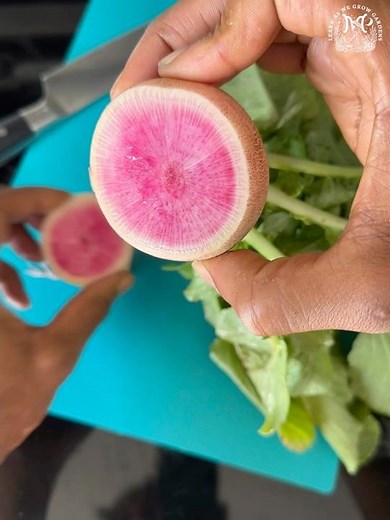 🌟🥗 The First Slice: Cutting Watermelon Radish! 🥗