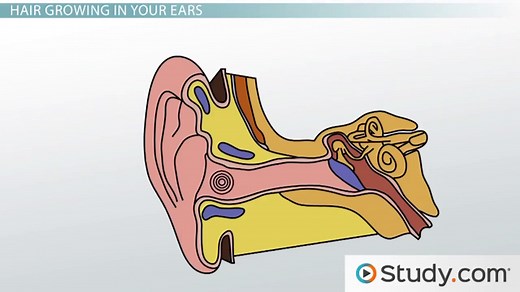 Human Ear | Organ of Corti, Auditory Nerve & Hair Cells