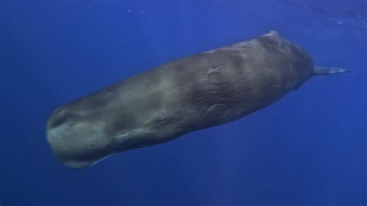 Underwater robot deployed to help learn sperm whale ‘click’ language
