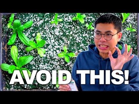 Indoor Seed Starting Mistakes MUST AVOID!