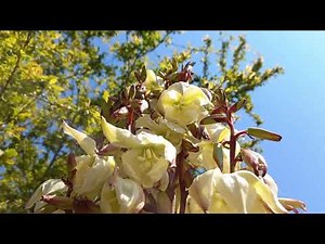 My Yucca is Blooming! 🌸 2 Giant Flower Spikes Growing – Time Lapse & Close-Up