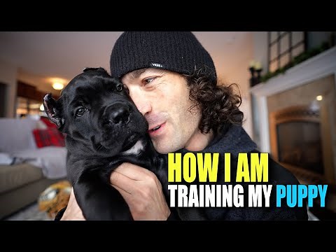 How I Am Training My PUPPY Cane Corso