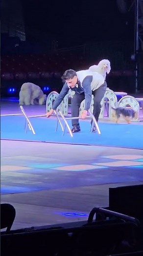 🎪 Amazing Performance at the Circus! Incredible Dog Obstacle Course! 🐶✨