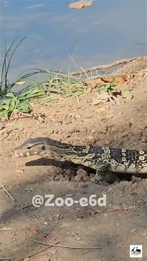 Baby Water Monitor pooping 💩😩 (caught on camera) 📹