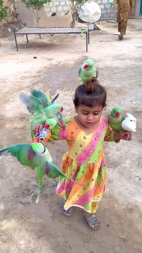 #parrotlife #babyparrot #parro | parrot shorts