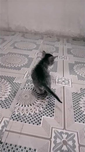 my cute cat 🐈😺🐈😺#remix #music #song #mario #cat #cat #videos #youtube