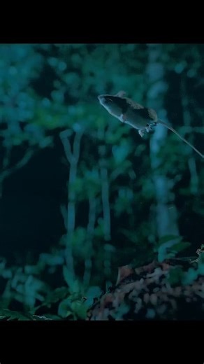 10K views · 407 reactions | Hibernating Jumping mouse | Wondersofjungle | Facebook