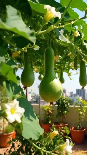 Bottle Gourd Pruning Secrets 🌱 | 2G Cutting Method to Increase Yield Fast (Full Guide)