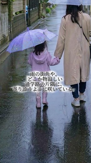 紫陽花あじさい #日本文化 #美しい日本語 #和 #日本の魅力 #日本の花 梅雨時期の6月から7月にかけて、青や紫、ピンクなどの美しい花を咲かせ、日本の初夏を代表する植物として古くから親しまれている。
