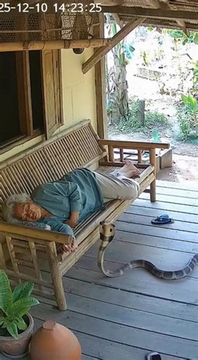 Checking the security cam and seeing THIS... 🐍😱 My heart stopped. #cobra #snake #cctv #caug… | Amazing Life Channel