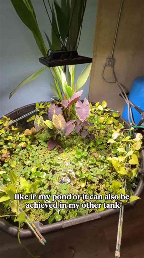 How to keep your goldfish tank crystal clear – expert tips