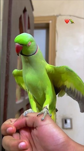 ❤️🦜 #parrottalking #shortsfeed #youtubeshorts #viralshort #shorts