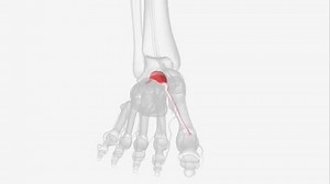 Right Extensor Hallucis Brevis 3d Medical: video stock (100% royalty free) 1107181691 | Shutterstock