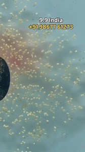 Parrot Fish Eggs at 9.9 India Fish Aquarium Parrotfish lay thousands of tiny eggs in the open water, where fertilization happens externally. The female releases eggs, and the male instantly releases sperm to fertilize them. This natural dance ensures new life begins in the safety of the ocean currents. | FSA Entertainment