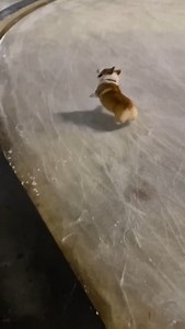 3.5K views · 5.6K reactions | Happy doggo .  Credit:Unknown . DM  @we_love_corgi_features for feature info or collabs ✌️ Save this so you can see this cutie later ☺  Make sure you follow @we_love_corgi__ for more, Here we all lover of Corgi  (Note: Please DM me for removing your content before report to Instagram ) • • • • • • #corgisgonnacorg #buzzfeedcorgis #dogsofinstagram #ilovemydog #socalcorgis | We Love Corgi | Facebook