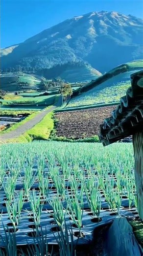 keindahan alam gn sumbing Nepal Van Java #viral #nature #pemandanganbagus #fyp #trending