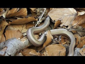 Blindschleiche (Anguis fragilis)