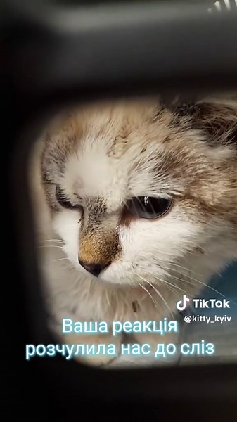 Відео користувача Kitty Kyiv (@kitty_kyiv) з композицією «Spring is Coming - Morunas»