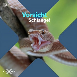 Das hier sind die giftigsten Schlangen der Welt. Manche könnten mit dem Gift von nur einem Biss Eure ganze Familie töten! | Terra X