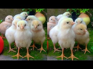 Baby Chickens 🐤 | Baby Chicks Sounds | Chicks Chirping