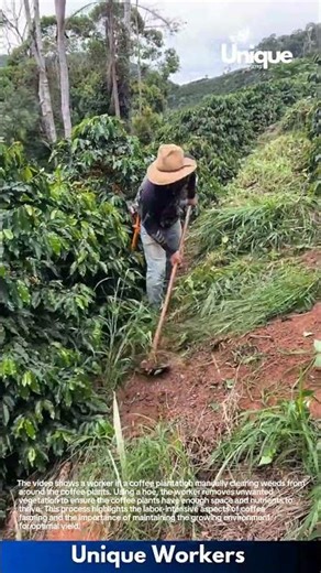 Coffee Plantation Maintenance: Clearing Weeds Manually