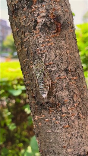 Listen to the sound of cicadas up close