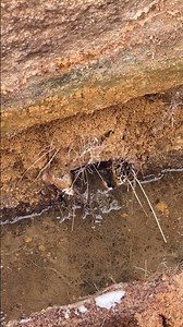 Yeah… What Could Possibly Go Wrong? 🌳💩