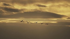 Flock Greater White-fronted Goose Flying Morning Stock Footage Video (100% Royalty-free) 3826081987 | Shutterstock