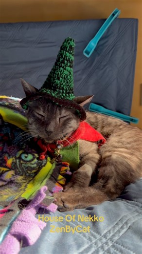 Smokey is happy to be home and is doing well. We restarted his Palladia chemo pills today and they make him sleepy for a few hours but so far no other side effects. He is active and eating and sleeping normally. We are hoping he continues to stay strong while his cancer is the one to lose this battle 😺🐾 #smokeycancerwarrior #SmokeyFIPSurvivor #FundFIPResearch #ZenByCat #cats | Peter J Cohen