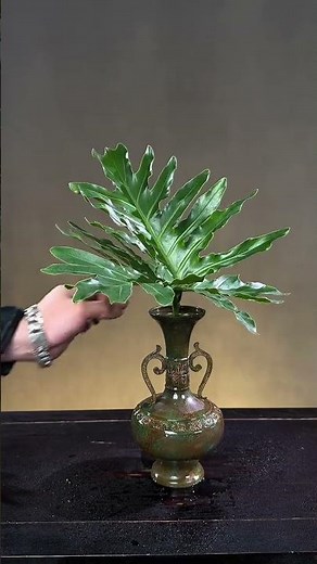 Spring Rain Leaves and Phalaenopsis Orchid Welcome the New Year Chinese Flower Arrangement Tutor