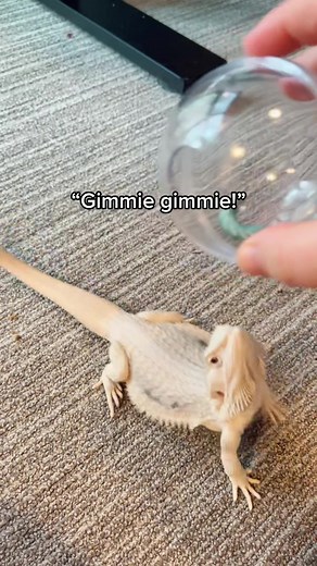 Adorable Baby Bearded Dragon Playtime Compilation