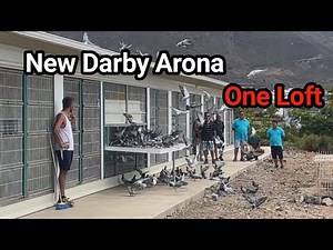 Derby Arona One Loft Race 2023 | Racing Pigeons