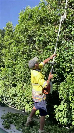 Hedge trimming around the pool