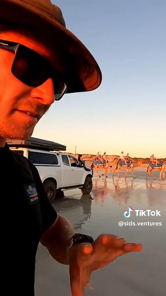 Wild Camels in Australia: A Unique Perspective