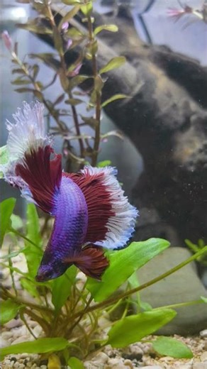 #bettafish funny moments