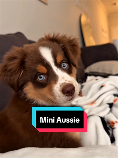 Meet the Charming Mini Aussie: Your Pocket-Sized Partner