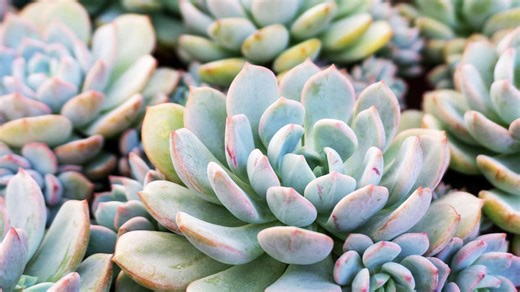 7 Low-Maintenance Succulents So Easy to Grow, They Practically Care for Themselves