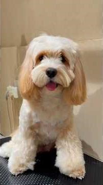 Biscuit, a 1-year-old Cockapoo who looks and feels just like a fluffy cloud. ☁️#cockapoo #grooming