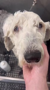 Biggest Tick I’ve ever seen in my life! #tick #tickseason #doodle #goldendoodle #dogsbylogan #doggrooming #mikeyandthedogs #poodles #puppy #adventure #california #sandiego #usa #breed #poorbreeding #shihtzu #yorkie #greatdane #akita #maltipoo #canecorso #dogoargentino #belgianmalinois #germanshepherd #daschund #daschundpuppy | It’s Mike TV
