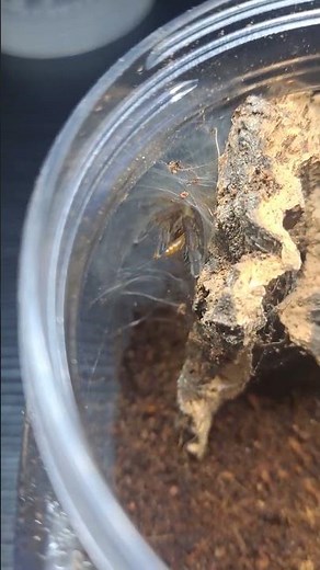 feeding time #tarantula