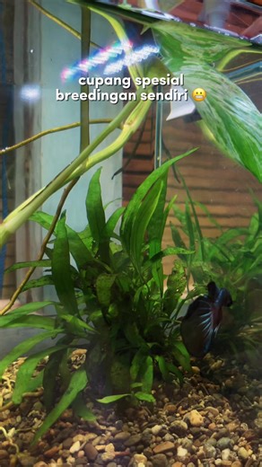 Breeding Cupang: Mirip Wild Betta Alien Samurai