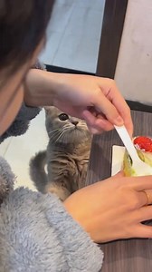 2M views · 30K reactions | She’s been meowing for 3 hours straight #cats #catsoftiktok #FunnyCats #cutecat #catlover #funnypets #kitty | Cats Fun | Facebook