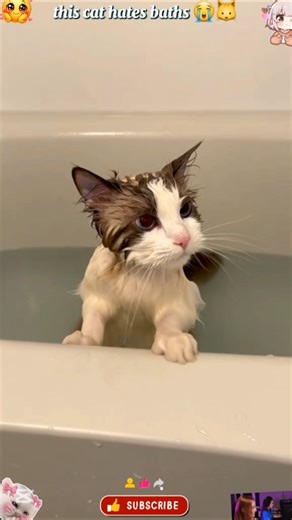 bath time gone wrong 😂🐱#cats #funny #animals