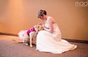 Service dog calms bride at wedding