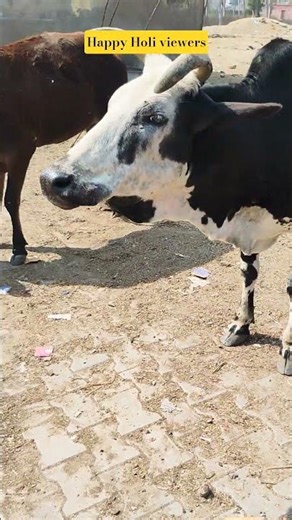 Happy Holi! Gau seva hi dharm hai! #cow #shortsfeed #shorts