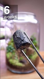 Adding Springtails to the Serene Terrascape